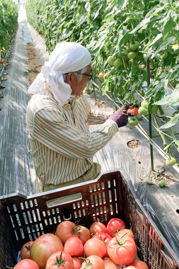 トマト収穫の様子